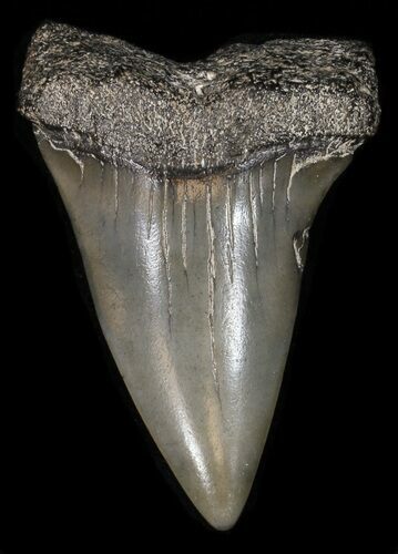 Fossil Mako Shark Tooth - Georgia #42275